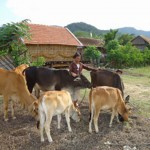 Bà con dân tộc ở Khánh Vĩnh vay vốn ưu đãi nuôi bò vỗ béo