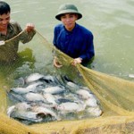 Cựu chiến binh Khoái Châu chăm lo ao cá của gia đình