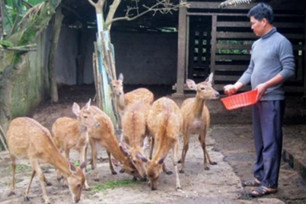 Mô hình nuôi hươu đàn nay phổ biến ở Hương Sơn