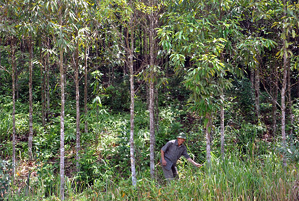 Phát trển rừng quế ở Ba Chẽ cũng là mô hình kinh tế cho thu nhập ổn định