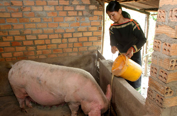 Chị Blong Kên, dân tộc Ê Đê ở thôn Buôn Tría, xã Buôn Tría, huyện Lắk vay vốn chăn nuôi lợn cho thu nhập ổn định