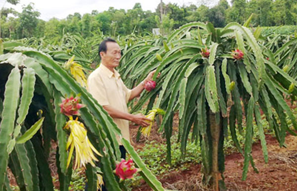 Từ nguồn vốn ưu đãi cùng với vốn tự có, hộ ông Mai Văn Tiết ấp Trang Định, xã ông Trang (Xuyên Mộc) đầu tư xây dựng vườn cây thanh long rộng 6 sào, góp phần cải thiện kinh tế gia đình