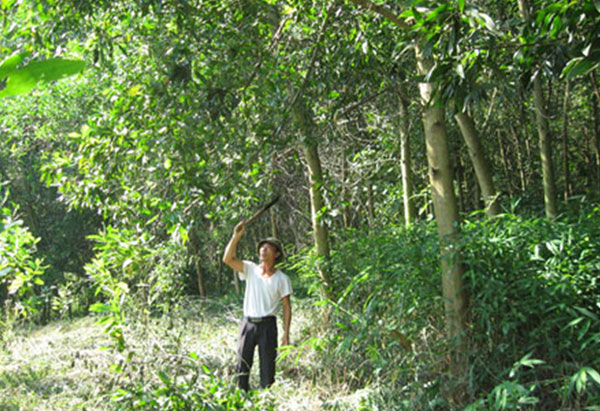 Từ nguồn vốn vay của NHCSXH đã giúp nhiều hộ gia đình trong huyện Yên Sơn trồng rừng vươn lên làm giàu