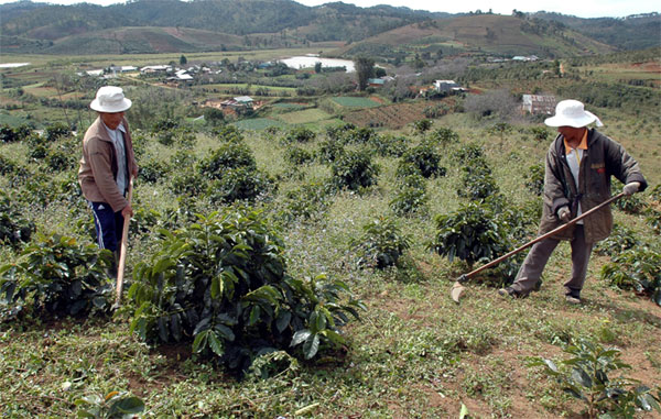 Đồng bào dân tộc thiểu số tại tỉnh Lâm Đồng phát triển vườn cây cà phê