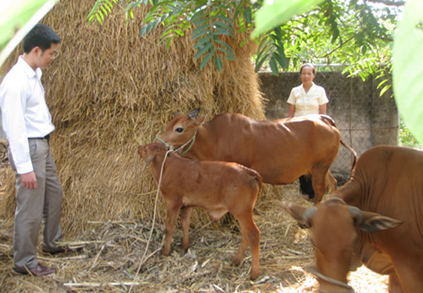 Cán bộ NHCSXH huyện Nghi Lộc (trái) cùng Tổ tiết kiệm và vay vốn Hoa Tây thăm mô hình nuôi bò của chị Thuận