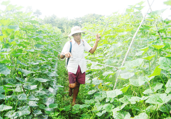 Nông dân tại xã Ngũ Lạc phát triển nghề trong rau