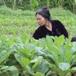 Từ bán rau, trung bình mỗi ngày chị Huê thu nhập 300 nghìn đồng