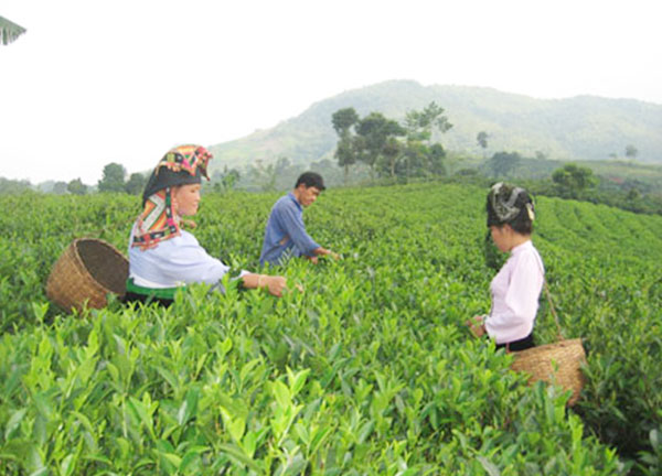 Nguồn vốn ưu đãi đã giúp hàng chục ngàn hộ nông dân Sơn La có việc làm, tăng thu nhập, cải thiện cuộc sống