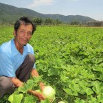 Nhờ nguồn vốn ưu đãi, nông dân Quảng Phú đã mở rộng diên tích trồng dưa lê