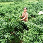 Vườn ớt cay của chị Lê Thị Anh ở thôn Giữa, xã Phú Lộc cho thu nhập bình quân trên 12 triệu đồng/năm