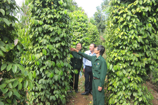Hội viên CCB xã Đak Krong, huyện Đak Đoa trao đổi kinh nghiệm chăm sóc cây trồng