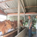Ông Lê Văn Hoàng Hoàng ấp Tân An, xã Tân Xuân (Ba Tri) chăm sóc đàn bò của gia đình