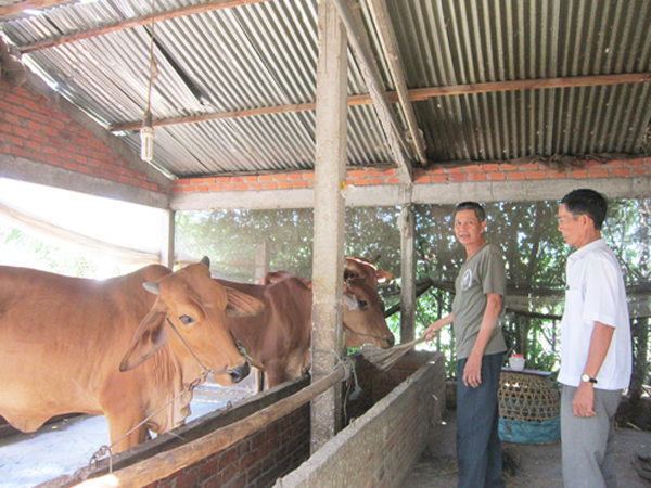 Ông Lê Văn Hoàng Hoàng ấp Tân An, xã Tân Xuân (Ba Tri) chăm sóc đàn bò của gia đình