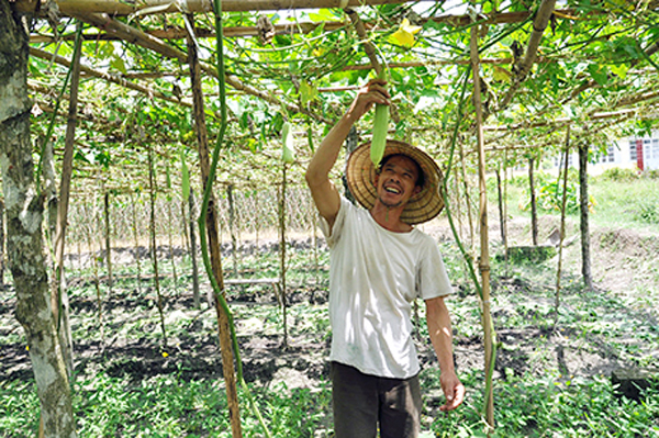 Mô hình trồng rau màu cho hiệu quả kinh tế cao của gia đình anh Đỗ Minh Vương, thôn 7, xã Hạ Long (Vân Đồn)