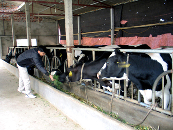 Tân Hưng (Châu Thành - Tiền Giang) phát triển chăn nuôi bò sữa