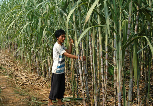 Nhờ đồng vốn ưu đãi, mà nhiều nông dân ở vùng núi Phú Thọ có cuộc sống ổn định
