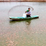 Gia đình anh Đỗ Toàn Năng ở xã Đông Phú, huyện Lục Nam (Bắc Giang) được vay vốn từ NHCSXH để đầu tư chăn nuôi lợn và cá diêu hồng, mỗi năm lãi hàng trăm triệu đồng