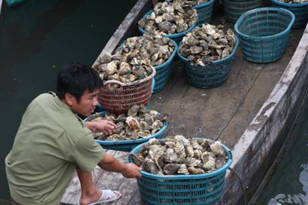 Nhiều hộ dân nghèo ở vùng biển Quảng Ninh giàu lên từ nuôi thủy sản