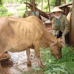 Có vốn, hộ cận nghèo tại tỉnh Bình Phước đầu tư phát triển chăn nuôi bò