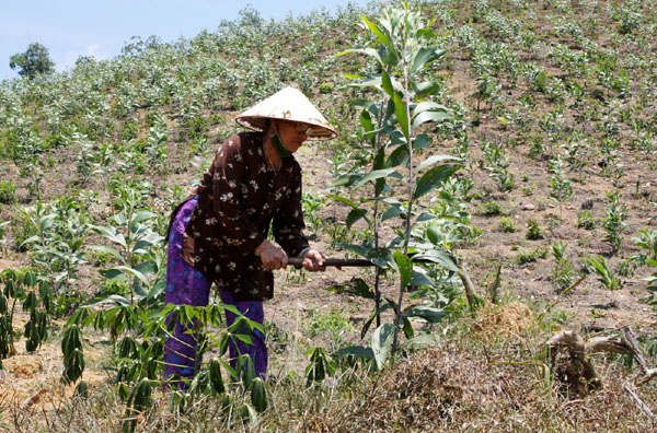 Người dân tại các huyện nghèo của tỉnh Quảng Nam phát triển nghề trồng rừng từ vốn vay ưu đãi 