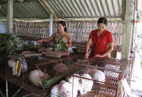 Mô hình nuôi thỏ từ nguồn vốn vay ưu đãi cho hiệu quả kinh tế cao của hội viên phụ nữ tỉnh Yên Bái