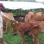 Chi hội trưởng nông dân Nguyễn Văn Sơn chăm sóc đàn bò từ vốn vay