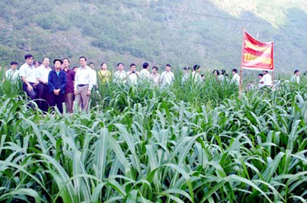 Nhiều đoàn đại biểu đến tham quan mô hình trồng cỏ ở xã Pả Vi