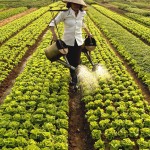 Mô hình thâm canh rau xanh, màu sạch cho năng suất cao giúp bà con nông dân thoát nghèo bền vững