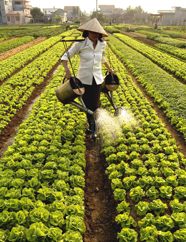 Mô hình thâm canh rau xanh, màu sạch cho năng suất cao giúp bà con nông dân thoát nghèo bền vững  