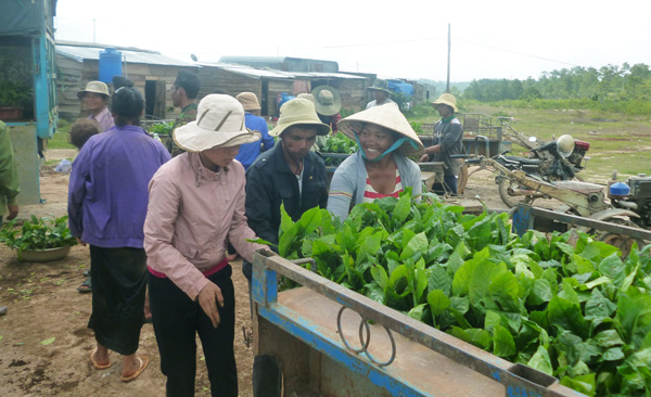 Nhiều hộ nghèo ở xã Tà Hine được nhận cà phê giống về trồng