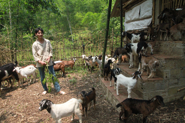 Anh Hà Văn Hoài ở thôn Kéo phát triển mô hình trang trại chăn nuôi, thu nhập hàng trăm triệu đồng/năm