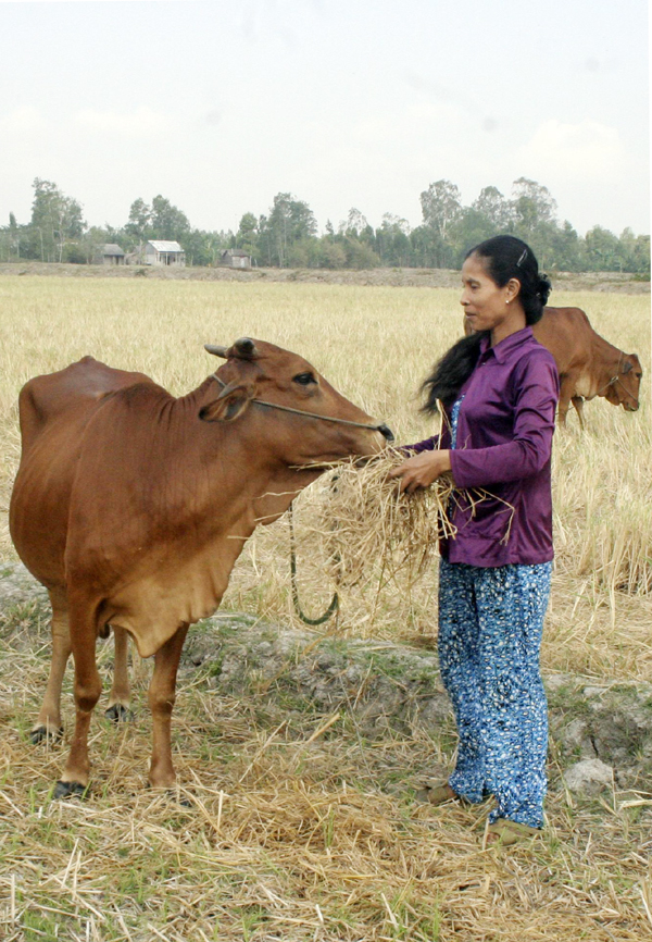 Hộ nghèo ở Sóc Trăng vay vốn nuôi bò