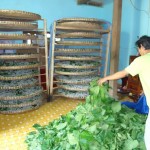 Nghề trồng dâu nuôi tằm đang hồi sinh ở xã Ân Hảo Đông, huyện Hoài Ân