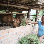 Chị Đinh Thị Lốp vay vốn từ chương trình hộ cận nghèo đầu tư chăn nuôi bò
