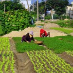 Sản xuất rau từ vốn vay ưu đãi ở phường Mỹ An, quận Ngũ Hành Sơn