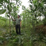 Anh Đinh Văn Linh đang chăm sóc 2ha cây keo xen canh mì