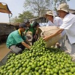 Các tỉnh Tây Nam Bộ đang vào vụ thu hoạch chanh quả