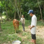 Tổ trưởng Tổ tiết kiệm và vay vốn thôn Châu Bính Lê Thị Vân Anh cùng với chủ hộ vỗ về con bò vừa mua từ vốn vay hộ cận nghèo của NHCSXH huyện Điện Bàn