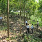 Hiệp Đức là huyện có diện tích trồng cây cao su tiểu điền lớn nhất tỉnh Quảng Nam