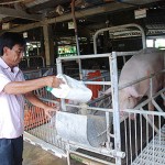 Trang trại nuôi lợn của ông Đặng Xuân Hòa được hỗ trợ bởi nguồn vốn chính sách