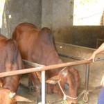 Nhờ nuôi bò thịt, nhiều hội viên nông dân xã Lệ Chi có thu nhập ổn định