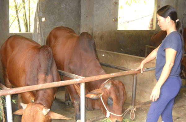 Nhờ nuôi bò thịt, nhiều hội viên nông dân xã Lệ Chi có thu nhập ổn định