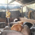 Từ nguồn vốn của Chính phủ, gia đình chị Luyến đầu tư nuôi lợn nên đã thoát nghèo