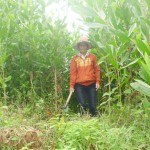 Nhờ được vay 30 triệu đồng từ cho vay hộ cận nghèo, chị Bùi Thị Nhàn thôn 3, xã Trà Giang có điều kiện chăm sóc rừng keo xanh tốt