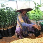 Toàn xã Sơn Định đã có 28 tổ, nhóm sản xuất với 824 thành viên sử dụng nguồn vốn vay ưu đãi trồng cây ăn trái