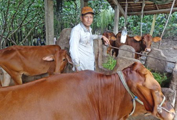 Hội viên CCB tỉnh Long An luôn quan tâm đến chọn giống bò tốt để chăn nuôi đạt hiệu quả