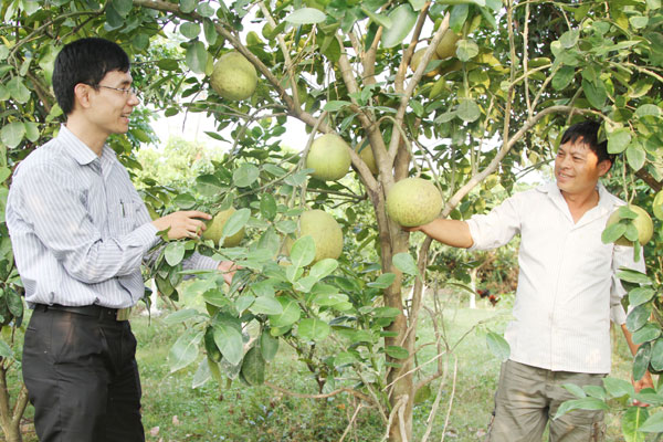 Nhờ được vay vốn, anh Nguyễn Hữu Ngạn (phải) đã trồng cây ăn quả cho thu nhập cao