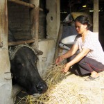 Được vay vốn ưu đãi, chị Nhượng đã đầu tư hiệu quả vào nuôi trâu sinh sản