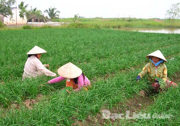 Phụ nữ xã Vĩnh Trạch Đông (Bạc Liêu) với mô hình trồng hẹ cho thu nhập cao Ảnh: Kim Trung