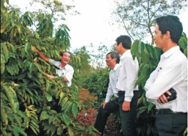 Giám đốc Ngọc giới thiệu với các cán bộ tín dụng vườn cà phê tái canh đã cho năng suất cao